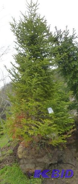 lot 197 image: 14 Balsam Fir Tree...