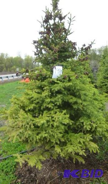 lot 198 image: 7 Black Hills Spruce Tree...