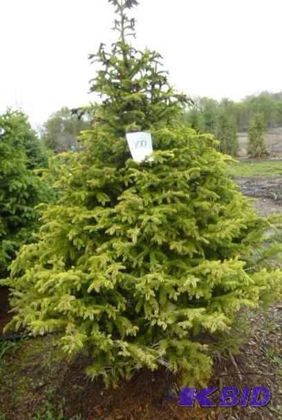 lot 200 image: 7 Black Hills Spruce Tree...