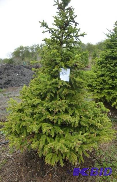 lot 201 image: 7 Black Hills Spruce Tree...