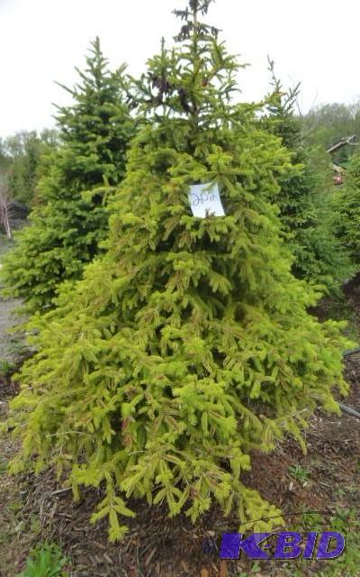 lot 202 image: 7 Black Hills Spruce Tree...