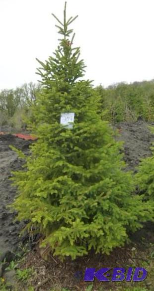 lot 204 image: 7 Black Hills Spruce Tree...