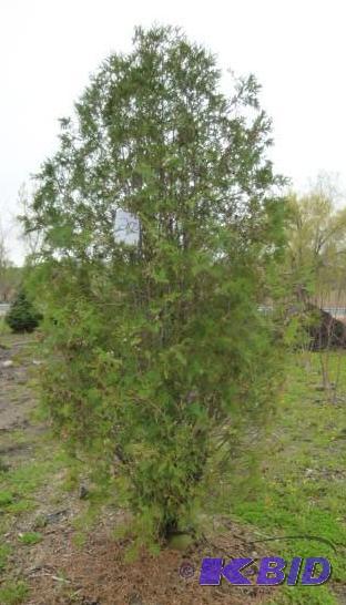 lot 205 image: 8 Techny Arborvitae Tree...