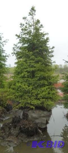 lot 206 image: 9 Black Hills Spruce Tree...