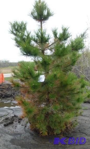 lot 207 image: 7 Austrian Pine Tree...