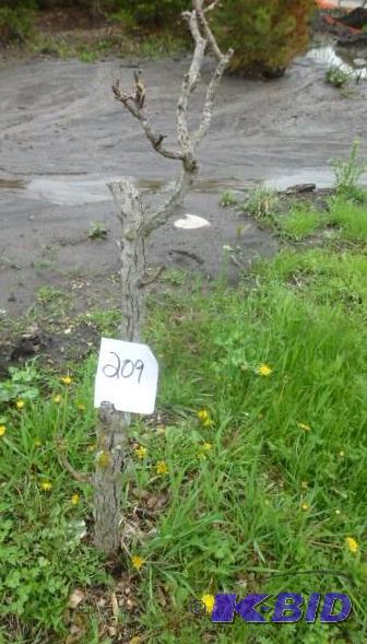 lot 209 image: Tri Flora Maple Tree...