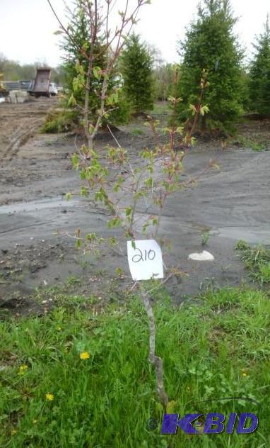 lot 210 image: Tri Flora Maple Tree...