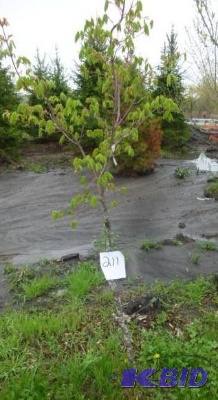 lot 211 image: Tri Flora Maple Tree...