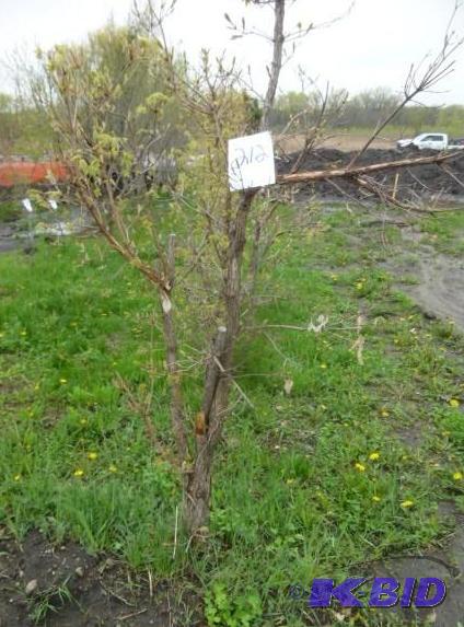 lot 212 image: Tri Flora Maple Tree...