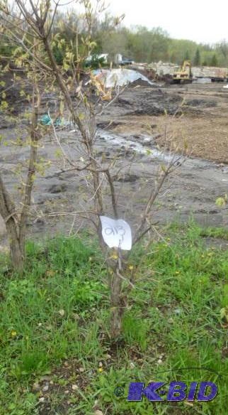 lot 213 image: Tri Flora Maple Tree...