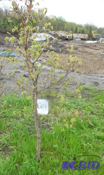 lot 214 image: Tri Flora Maple Tree...
