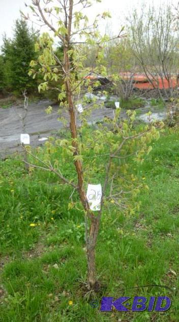 lot 215 image: Tri Flora Maple Tree...