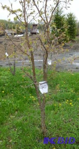 lot 216 image: Tri Flora Maple Tree...
