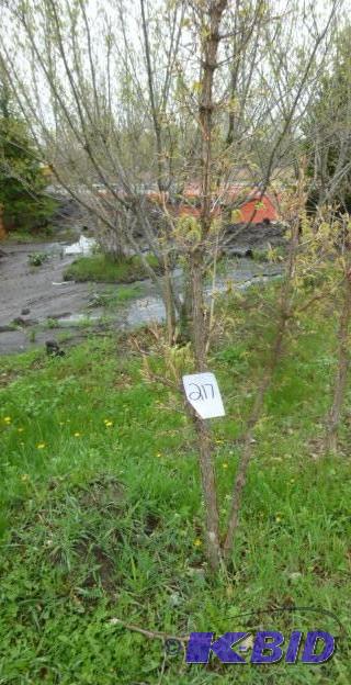 lot 217 image: Tri Flora Maple Tree...