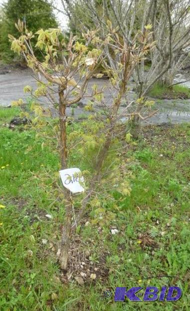 lot 218 image: Tri Flora Maple Tree...