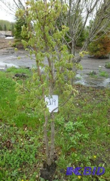 lot 219 image: Tri Flora Maple Tree...