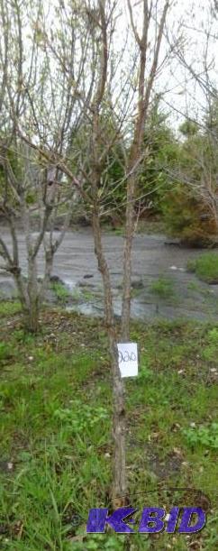lot 220 image: Tri Flora Maple Tree...