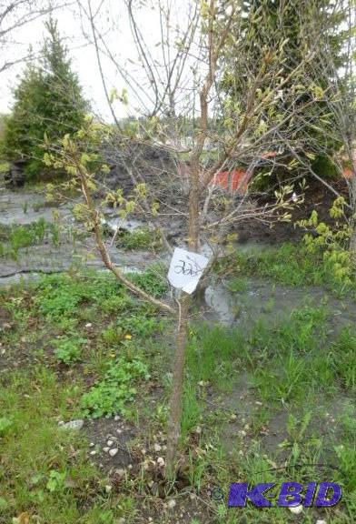 lot 222 image: Tri Flora Maple Tree...