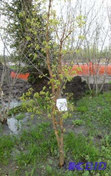 lot 223 image: Tri Flora Maple Tree...