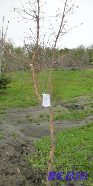 lot 224 image: Tri Flora Maple Tree...