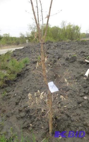 lot 226 image: Tri Flora Maple Tree...