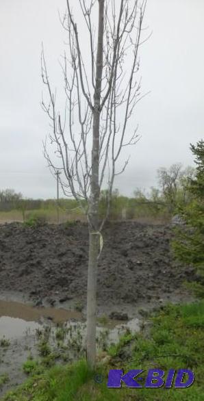 lot 227 image: 3.5" Armstrong Maple Tree...