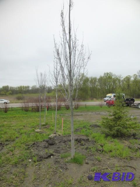 lot 228 image: 3.5" Armstrong Maple Tree...