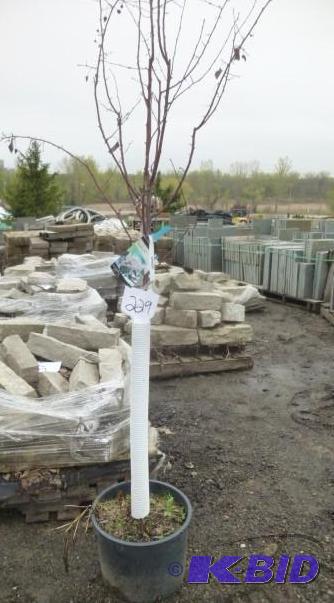lot 229 image: #7 Pink Spire Crab Tree...