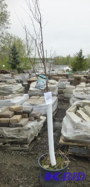 lot 230 image: #7 Pink Spire Crab Tree...