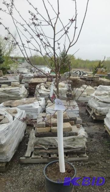 lot 231 image: #7 Pink Spire Crab Tree...