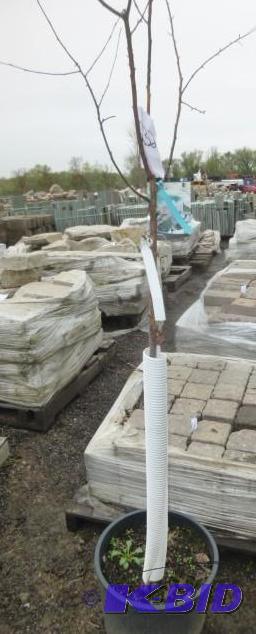 lot 232 image: #7 Pink Spire Crab Tree...