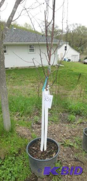 lot 234 image: #7 Pink Spire Crab Tree...