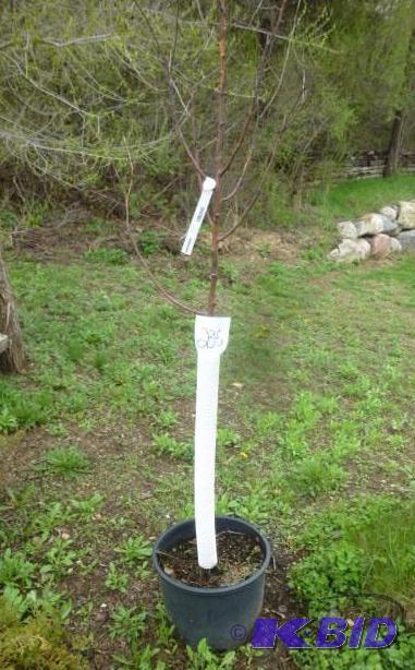 lot 235 image: #7 Pink Spire Crab Tree...