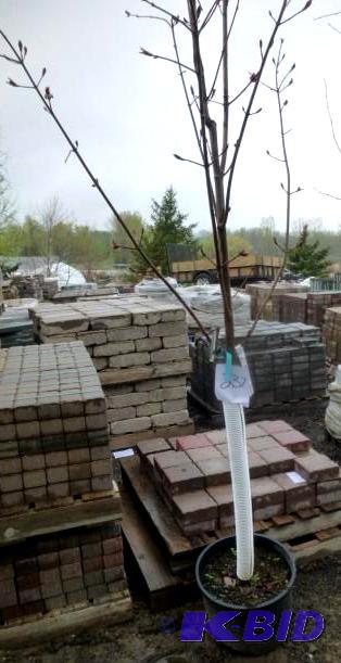 lot 237 image: #7 Royal Red Maple Tree...