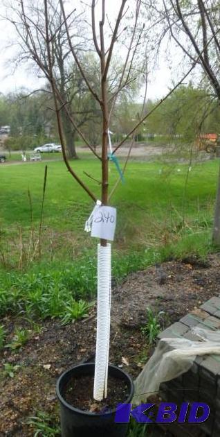 lot 240 image: #7 Royal Red Maple Tree...