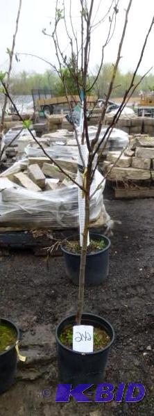 lot 242 image: #5 Honey Crisp Apple Tree...