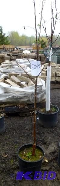 lot 243 image: #5 Honey Crisp Apple Tree...