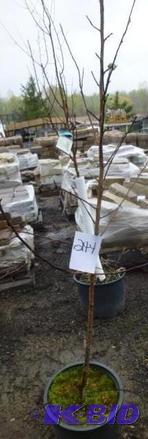 lot 244 image: #5 Honey Crisp Apple Tree...