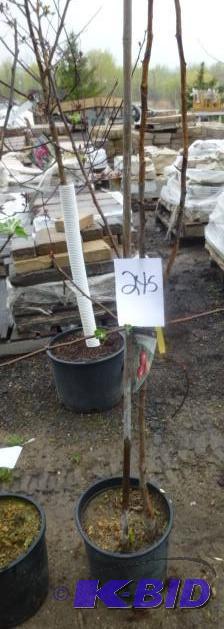 lot 245 image: #5 State Fair Apple Tree...