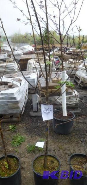lot 246 image: #5 State Fair Apple Tree...