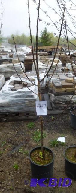 lot 247 image: #5 State Fair Apple Tree...