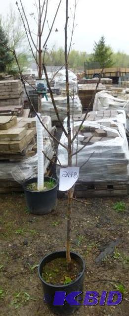 lot 248 image: #5 State Fair Apple Tree...