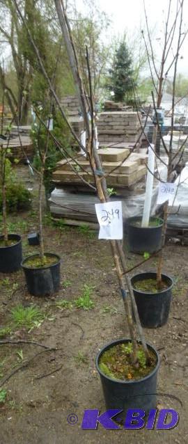 lot 249 image: #5 Honey Crisp Apple Tree...