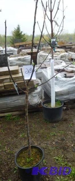 lot 250 image: #5 Honey Crisp Apple Tree...