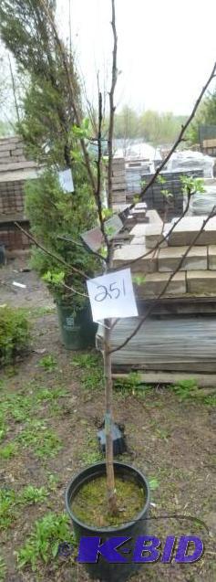 lot 251 image: #5 Honey Crisp Apple Tree...
