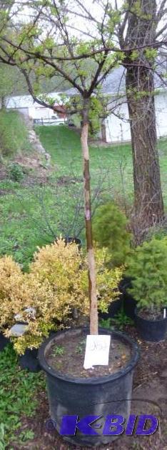 lot 252 image: #15 Patio Crab Tree...