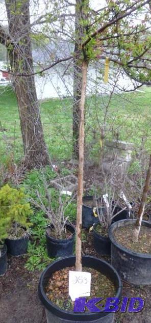 lot 253 image: #15 Patio Crab Tree...