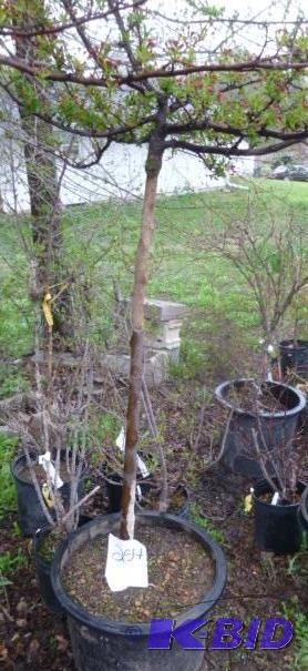 lot 254 image: #15 Patio Crab Tree...