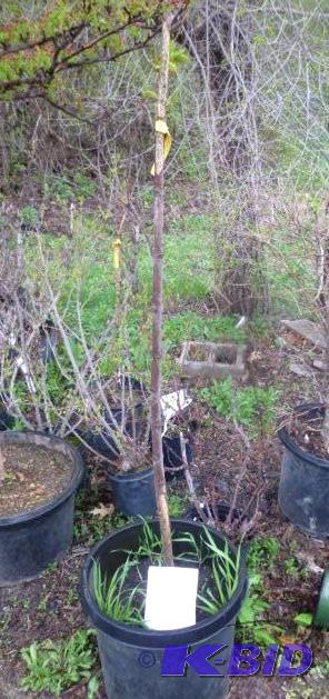 lot 255 image: #10 Maple Tree...