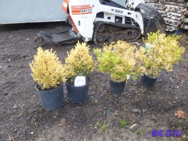 lot 256 image: Lot of - &nbsp4  #5 Boxwoods...